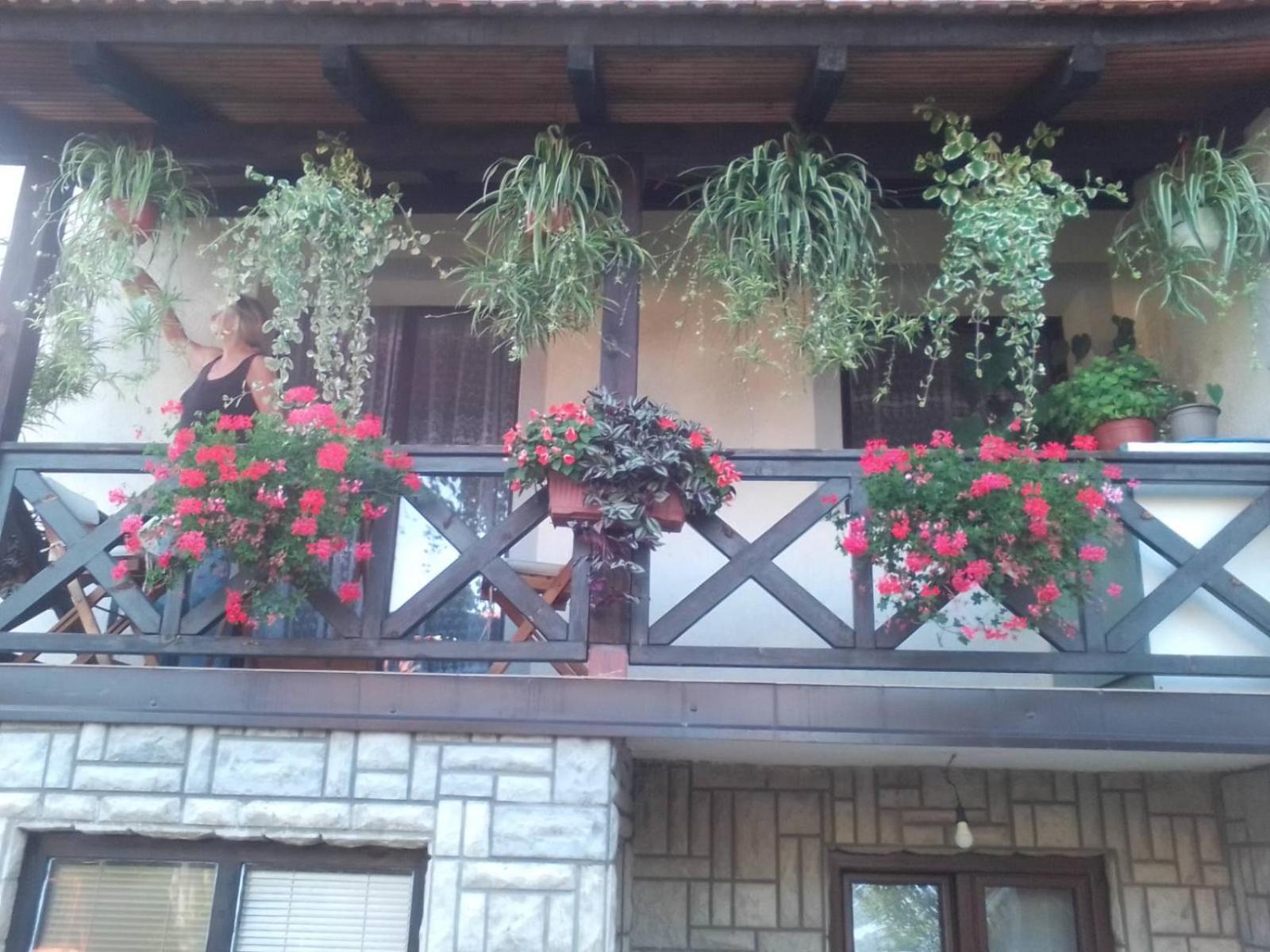 Privatni Smestaj Tesevic Zlatibor Zewnętrze zdjęcie